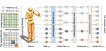 Low-Rank Modular Reinforcement Learning via Muscle Synergy